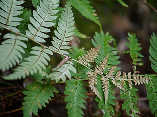 Dryopteris lacera: Dryyopteris lacera:クマワラビ 2014/10/12 和歌山県白浜町:Shirahama Town. Wakayama Pref. Japan