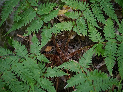 Dryopteris lacera: Dryyopteris lacera:クマワラビ 2014/10/12 和歌山県白浜町:Shirahama Town. Wakayama Pref. Japan