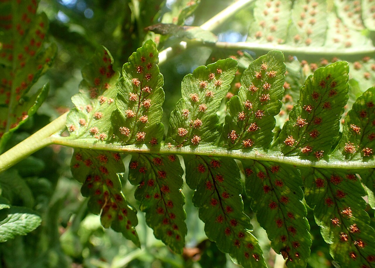Dryopteris lacera: Dryopteris lacera in the Missouri Botanical Garden, St. Louis