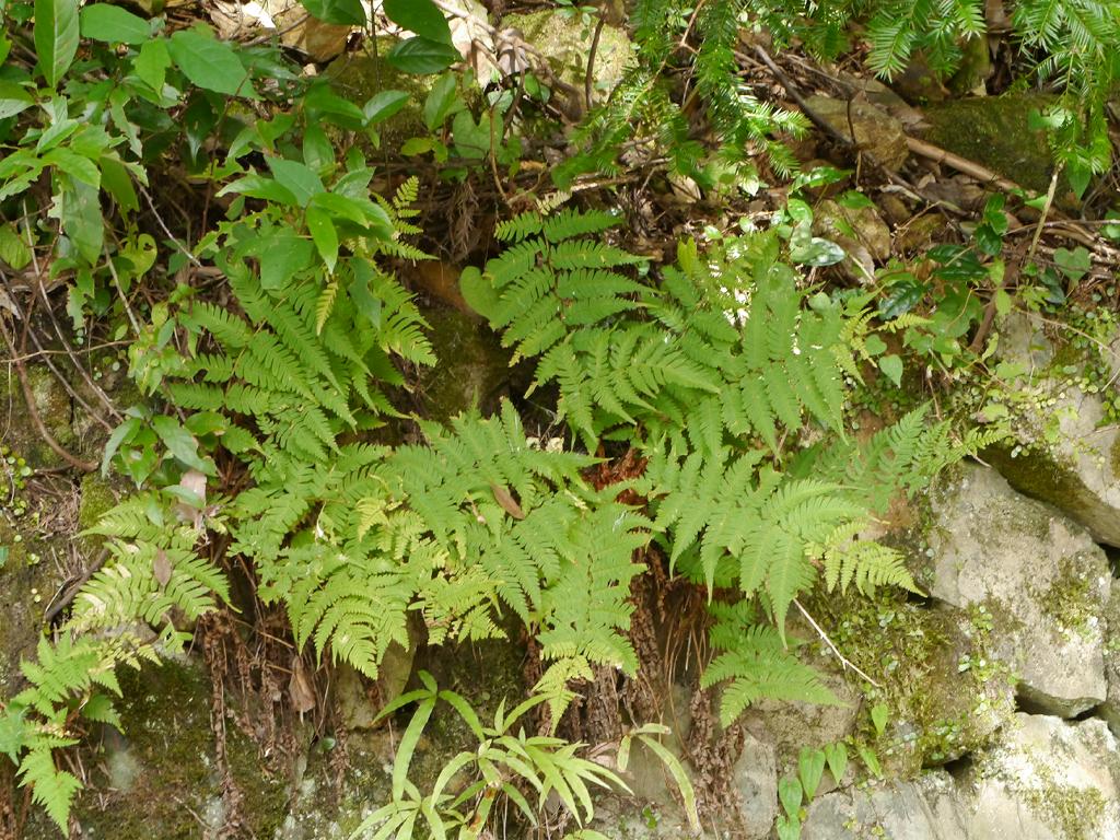 Dryopteris lacera: Dryyopteris lacera:クマワラビ 2014/10/12 和歌山県白浜町:Shirahama Town. Wakayama Pref. Japan