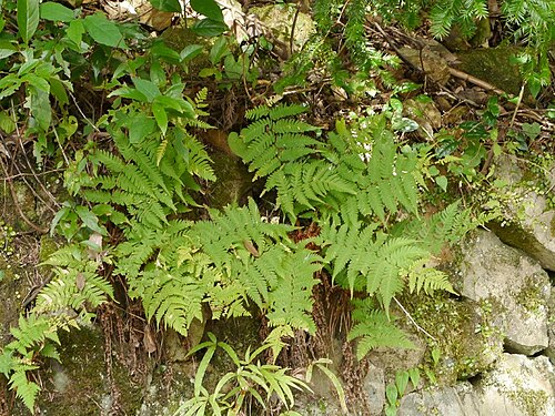 Dryopteris lacera: Dryyopteris lacera:クマワラビ 2014/10/12 和歌山県白浜町:Shirahama Town. Wakayama Pref. Japan