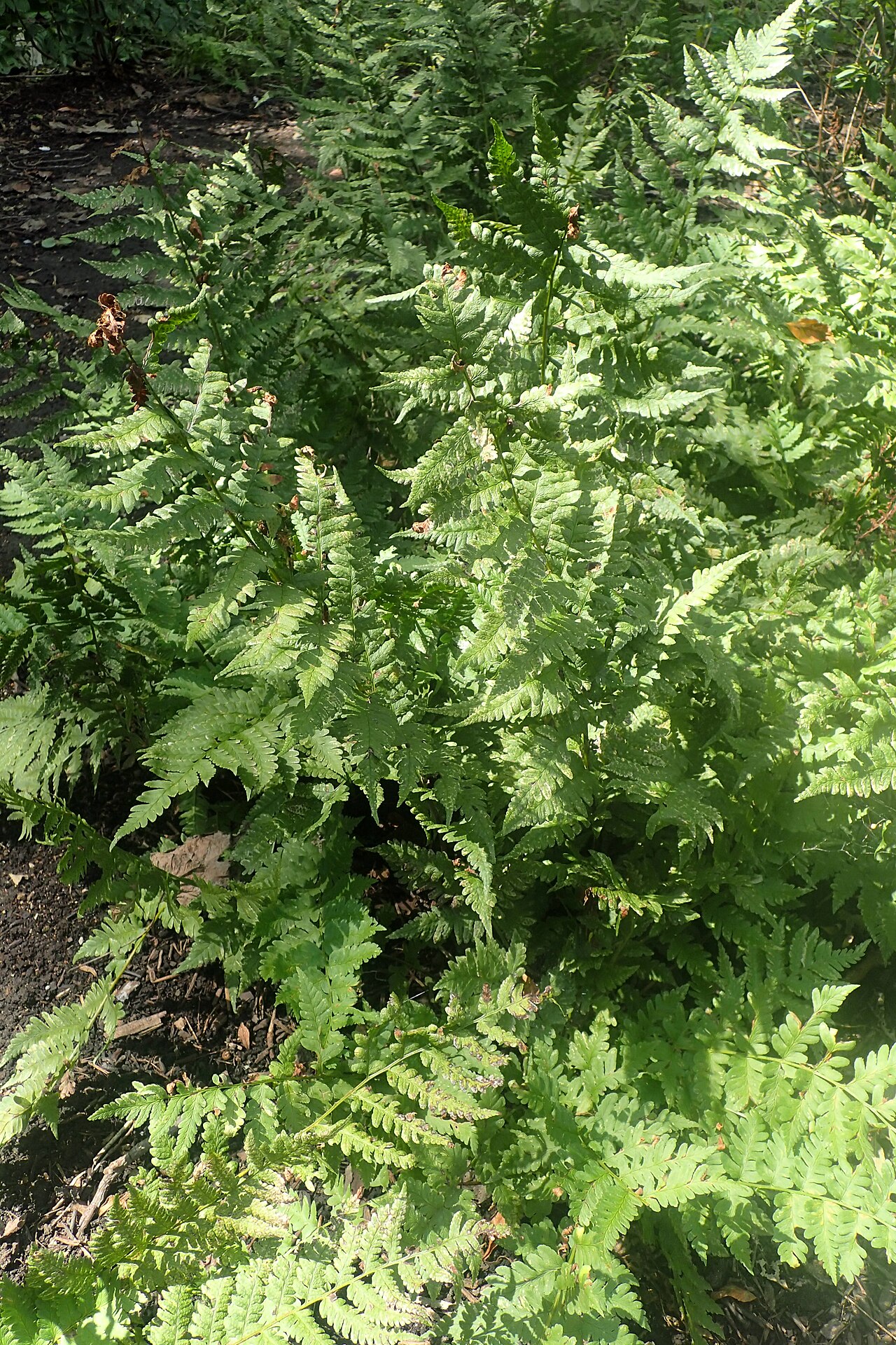 Dryopteris lacera: Dryopteris lacera in the Missouri Botanical Garden, St. Louis