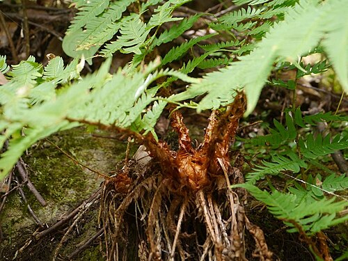 Dryopteris lacera: Dryyopteris lacera:クマワラビ 2014/10/12 和歌山県白浜町:Shirahama Town. Wakayama Pref. Japan
