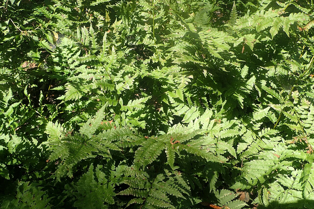 Dryopteris lacera: Dryopteris lacera in the Missouri Botanical Garden, St. Louis