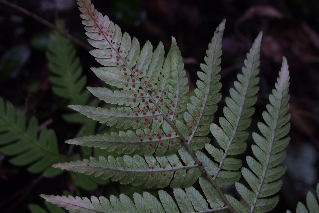 Dryopteris lacera: may be クマワラビ (Dryopteris lacera).