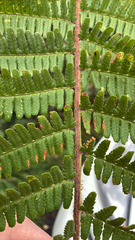 Dryopteris lacunosa (Dryopteris lacunosa)
