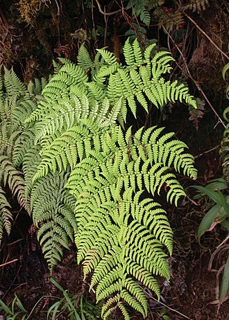 Dryopteris macropholis: Dryopteris macropholis , habit