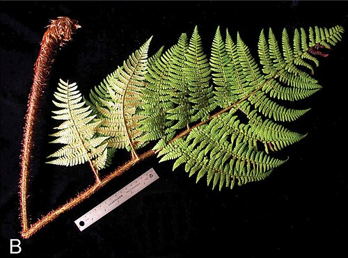 Dryopteris macropholis: Dryopteris macropholis, frond