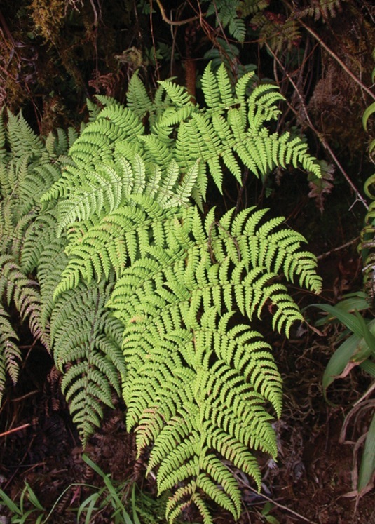 Dryopteris macropholis: Dryopteris macropholis , habit