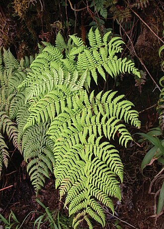 Dryopteris macropholis: Dryopteris macropholis , habit