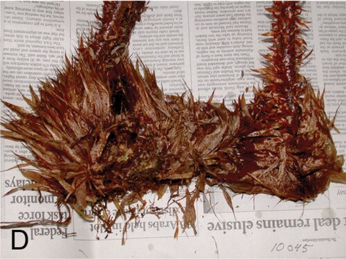 Dryopteris macropholis: Dryopteris macropholis, rhizome and stipe bases