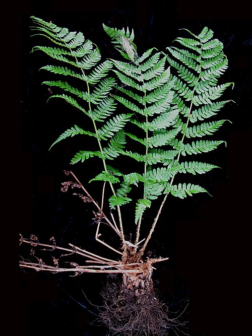 Marginal woodfern: Nom français : dryoptère à sores marginaux. Nom anglais : marginal wood fern. Racines et frondes (feuilles) de dryoptère à sores marginaux.
