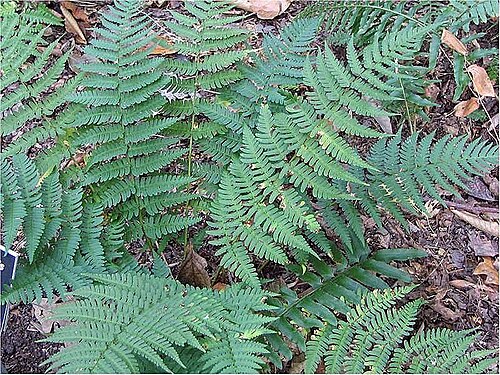 Marginal woodfern: Names: Dryopteris marginalis (L.) Gray, dryoptère à sores marginaux, dryoptéride marginale, Evergreen Wood Fern, Leather Wood Fern, Marginal Fern, Marginal Shie