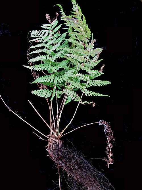 Marginal woodfern: Nom français : dryoptère à sores marginaux. Nom anglais : marginal wood fern. Racines et frondes (feuilles) de dryoptère à sores marginaux.