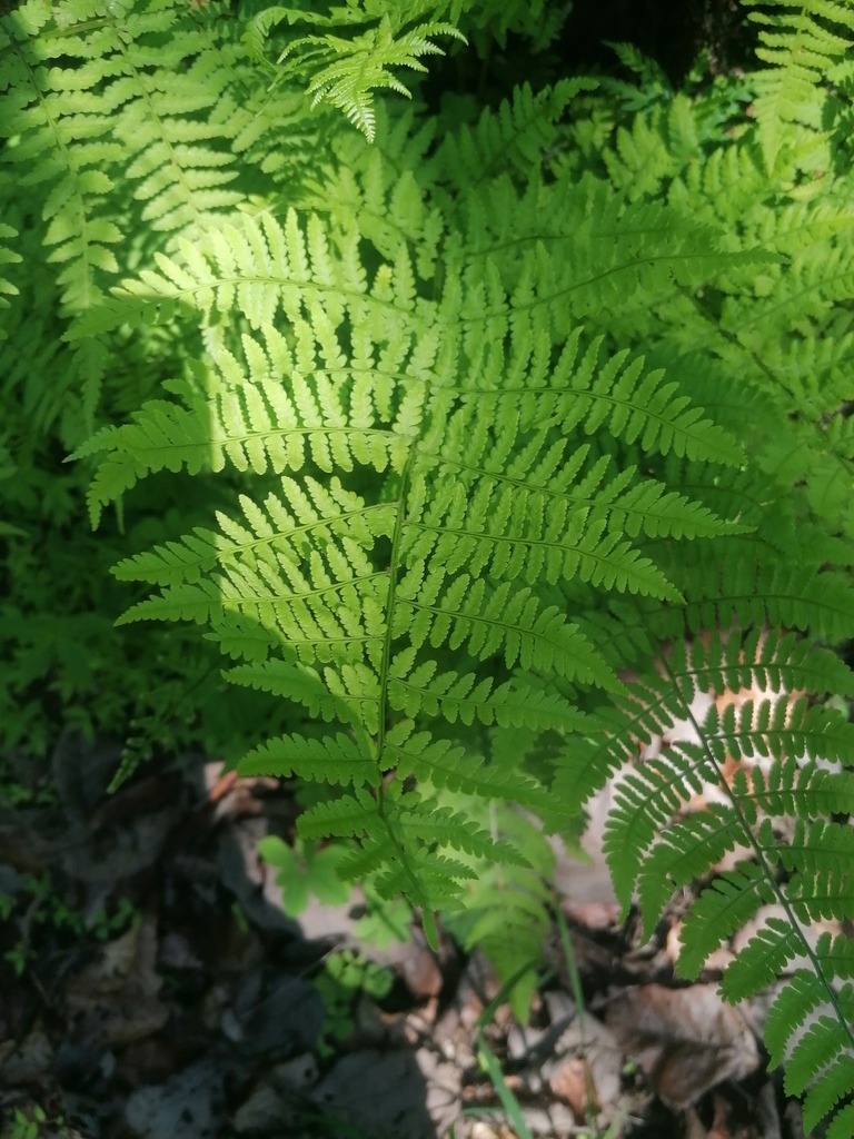 Dryopteris maxonii (Dryopteris maxonii)