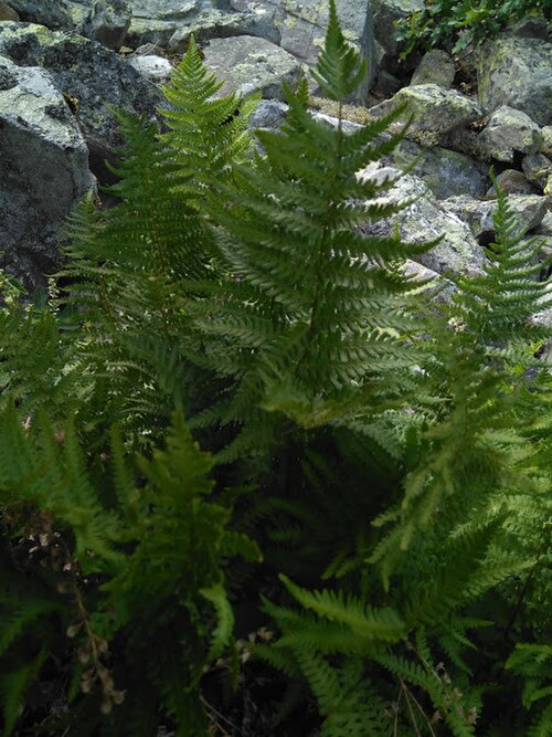 Dryopteris oreades: Dryopteris oreades