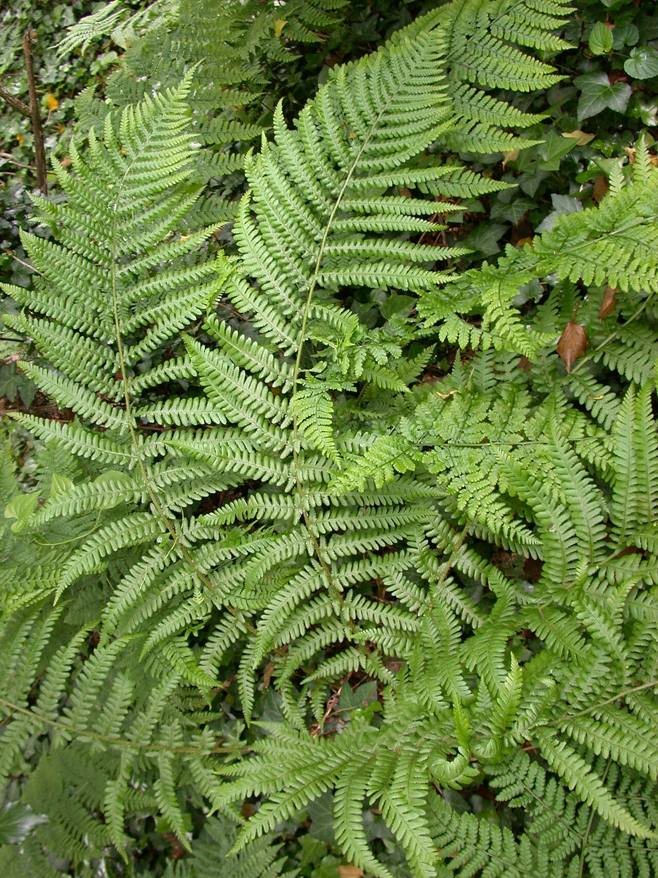 Dryopteris oreades: Cors Goch Anglesey