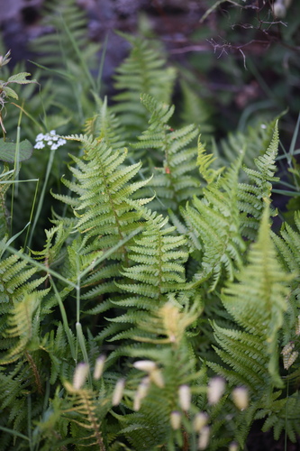 Dryopteris oreades (Dryopteris oreades)