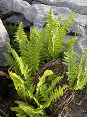 Dryopteris oreades (Dryopteris oreades)