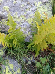 Dryopteris oreades (Dryopteris oreades)