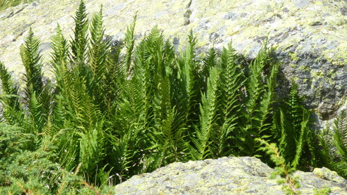 Dryopteris oreades (Dryopteris oreades)