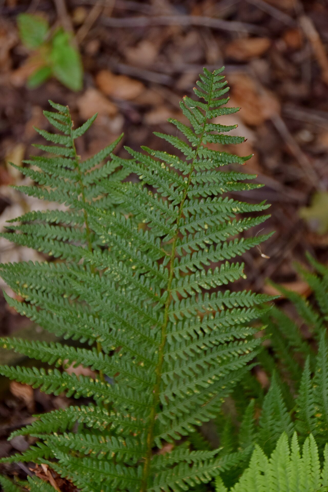 Dryopteris oreades: Dryopteris oreades in Jardin botanique de la Charme, Clermont-Ferrand, France