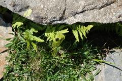 Dryopteris oreades (Dryopteris oreades)
