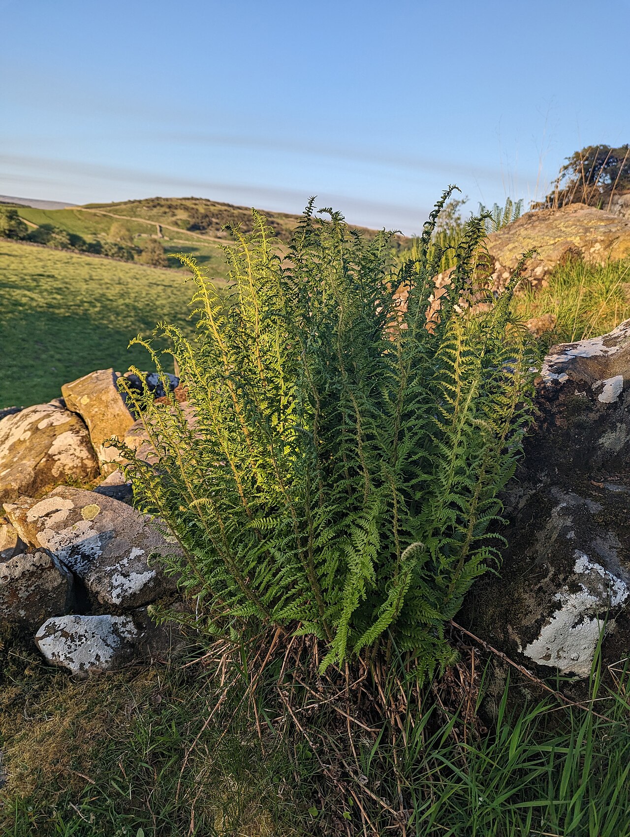Dryopteris oreades: Dryopteris oreades, High Crag