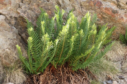 Dryopteris oreades (Dryopteris oreades)