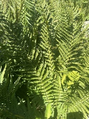 Dryopteris oreades (Dryopteris oreades)