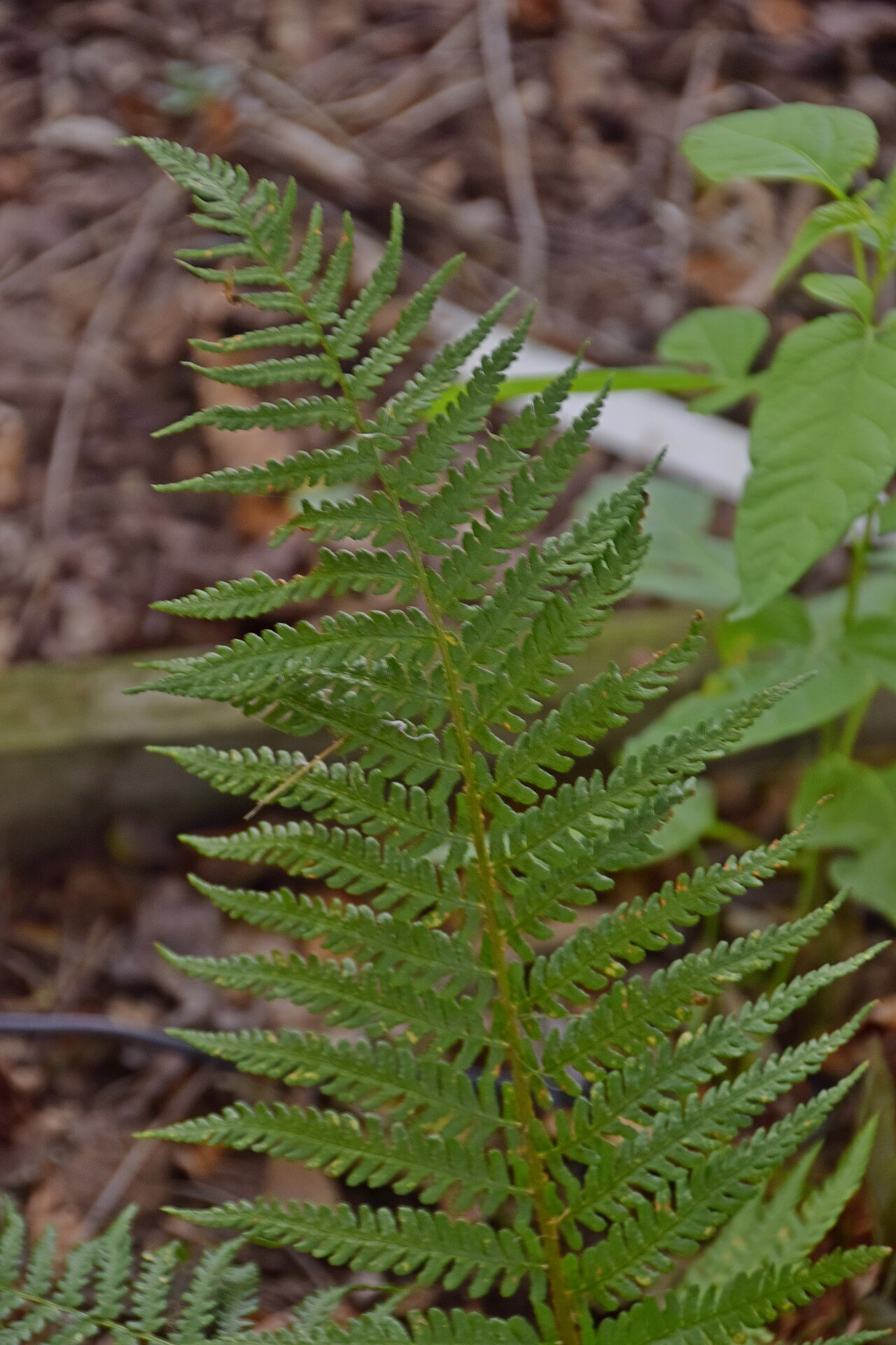 Dryopteris oreades: Dryopteris oreades in Jardin botanique de la Charme, Clermont-Ferrand, France