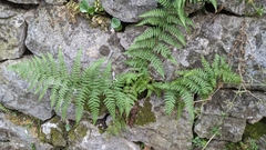 Dryopteris pallida (Dryopteris pallida)