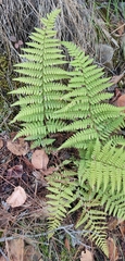 Dryopteris pallida (Dryopteris pallida)