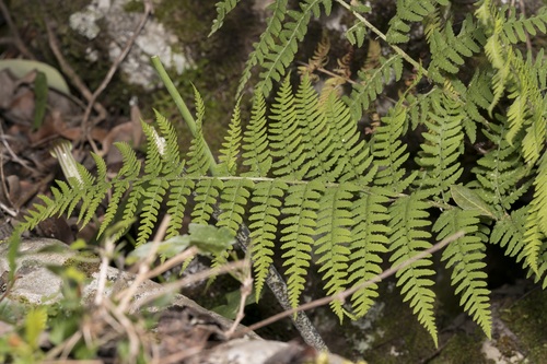 Dryopteris pallida (Dryopteris pallida)