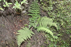 Dryopteris pallida (Dryopteris pallida)