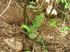 Dryopteris pallida (Dryopteris pallida)