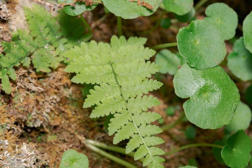 Dryopteris pallida (Dryopteris pallida)