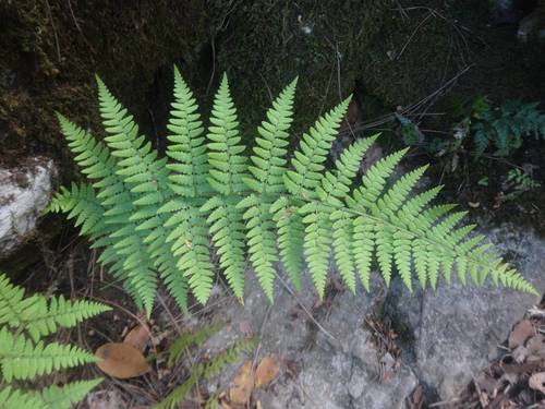 Dryopteris pallida (Dryopteris pallida)