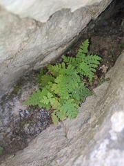 Dryopteris pallida (Dryopteris pallida)