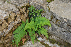 Dryopteris pallida (Dryopteris pallida)