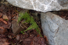 Dryopteris pallida (Dryopteris pallida)