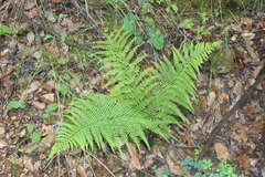 Dryopteris pallida (Dryopteris pallida)