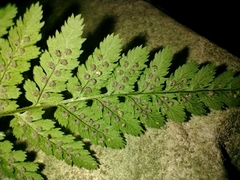 Dryopteris pallida (Dryopteris pallida)