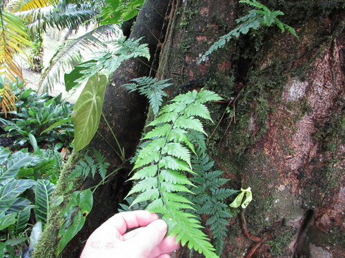 Dryopteris patula (Dryopteris patula)