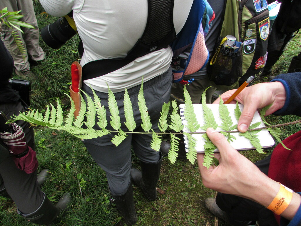 Dryopteris patula (Dryopteris patula)