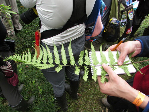 Dryopteris patula (Dryopteris patula)