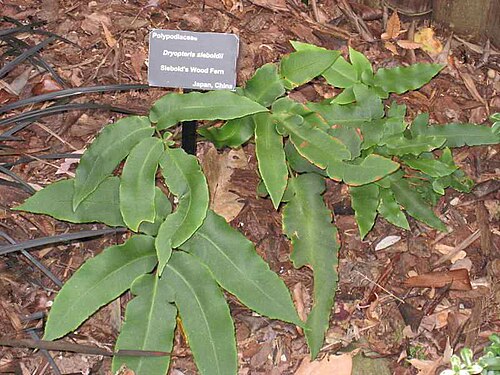 Dryopteris sieboldii: Dryopteris sieboldii Atlanta Bot Garden