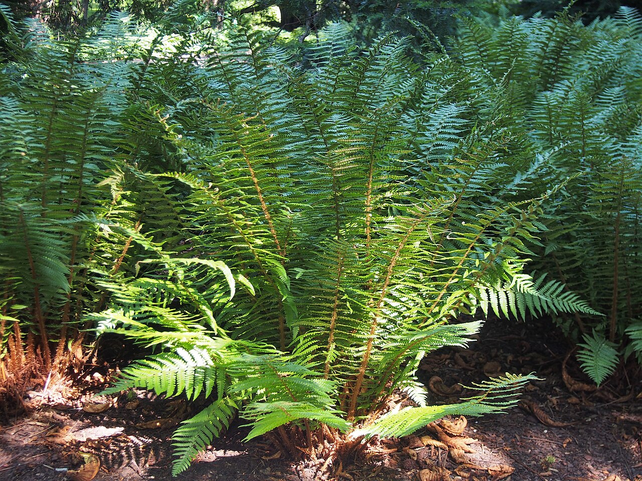 Alpine woodfern: Dryopteris wallichiana , plants cultivated in Wrocław University Botanical Garden, Wrocław, Poland.