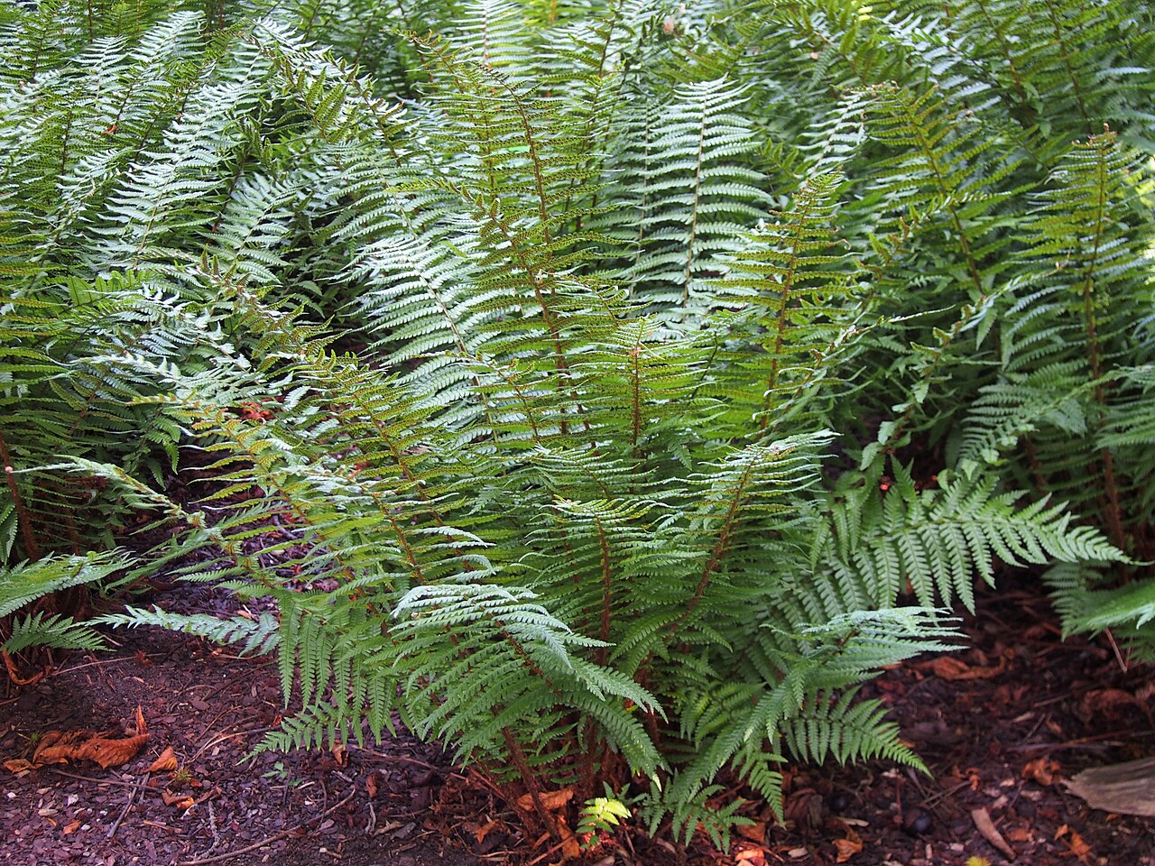 Alpine woodfern: Dryopteris wallichiana , plants cultivated in Wrocław University Botanical Garden, Wrocław, Poland.