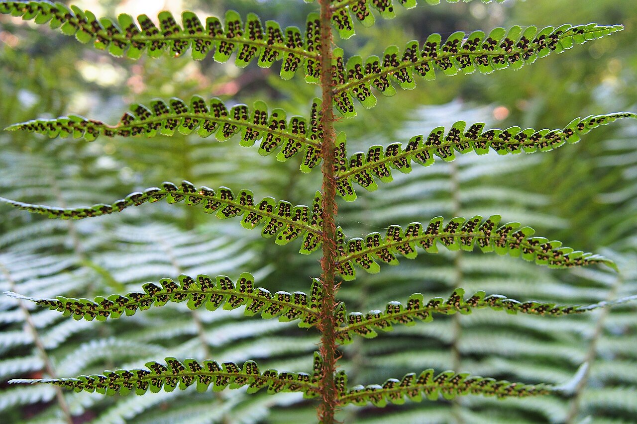 Alpine woodfern: Dryopteris wallichiana , plants cultivated in Wrocław University Botanical Garden, Wrocław, Poland.